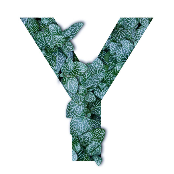 Nature concept alphabet of green leaves in alphabet letter Y sha - Foto, Bild