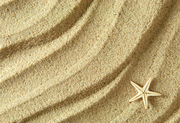 Starfish shell background - Foto, imagen
