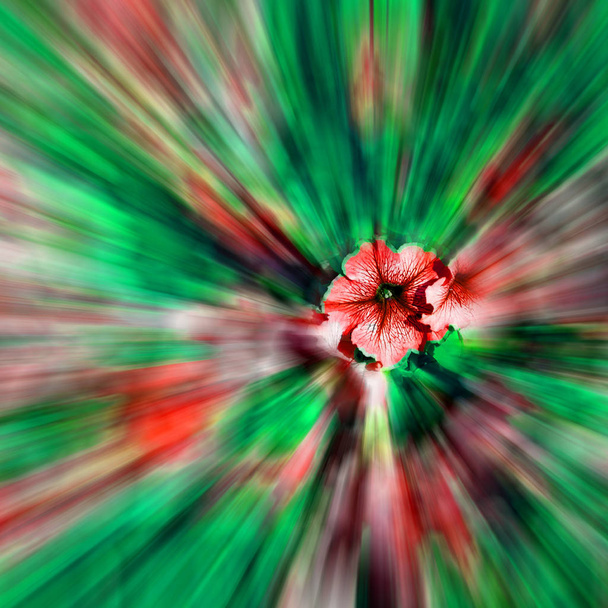 Omán virágok és kert zoom homályos - Fotó, kép