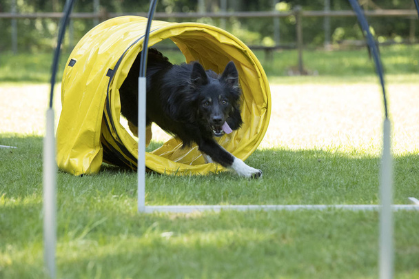 Dog, Border Collie, running through agility tunnel - Photo, Image