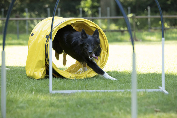 Perro, Border Collie, atravesando un túnel de agilidad
 - Foto, imagen