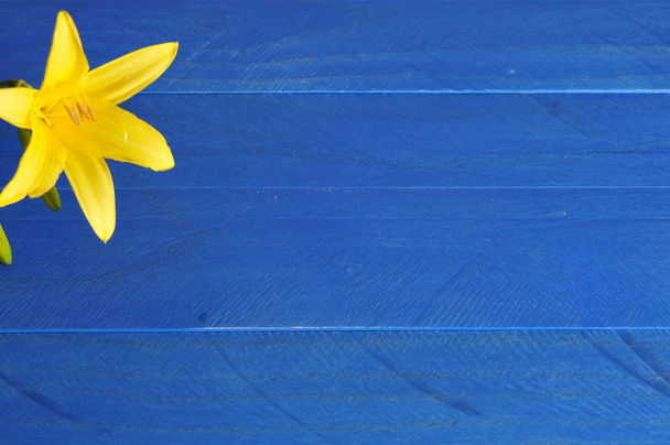 keltaiset kukat sinisellä taustalla - Valokuva, kuva