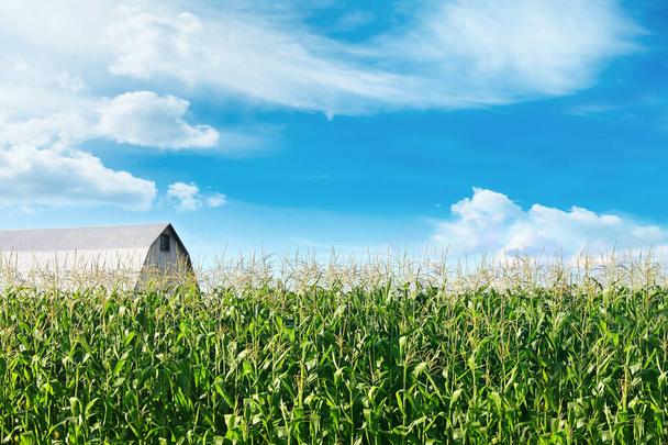 Χωράφι με αχυρώνα και μπλε ουρανό στο παρασκήνιο - Φωτογραφία, εικόνα