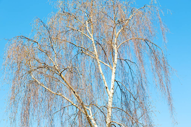 branches of willow weeping  - Photo, Image