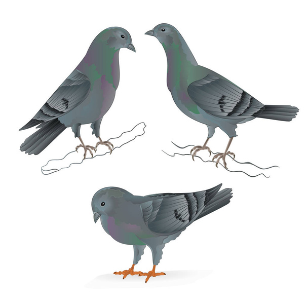 Carriers pigeons domestic breeds sports birds vintage  set two vector - Vector, Image