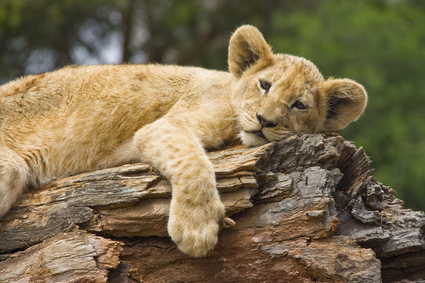 Leeuw cub rusten op een logboek - Foto, afbeelding