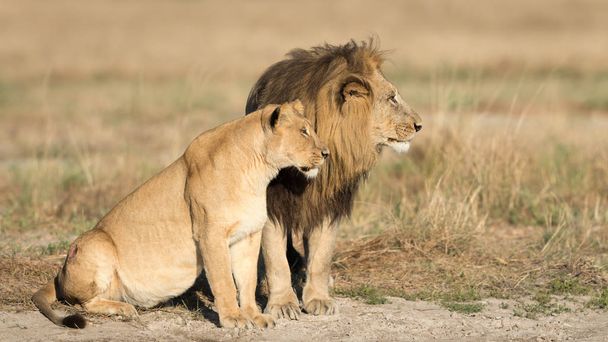 Lion mâle et femelle, Botswana
 - Photo, image