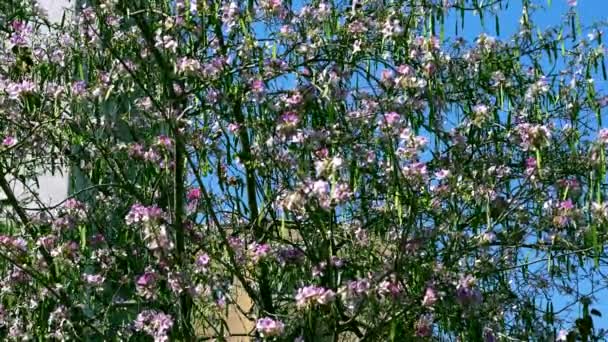 Drzewo jasny fioletowy Bauhinia na tle niebieskiego nieba. - Materiał filmowy, wideo