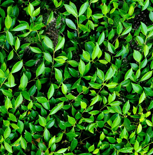 Color verde del fondo de las hojas verticales
 - Foto, imagen