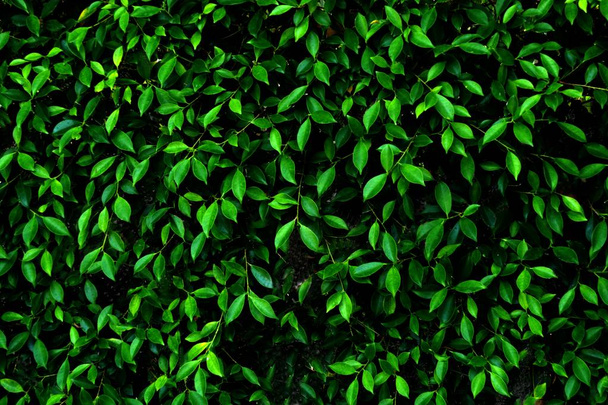Abstract Green Pattern of The Vertical Leaves Background - Photo, Image