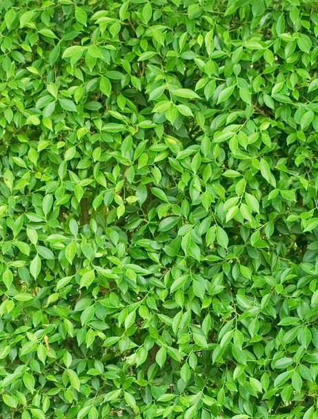 Color verde del fondo de las hojas verticales
 - Foto, imagen