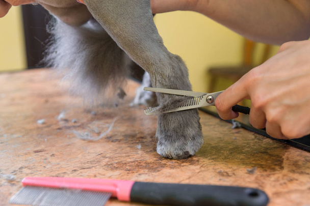 Cat grooming in pet beauty salon. - Фото, изображение