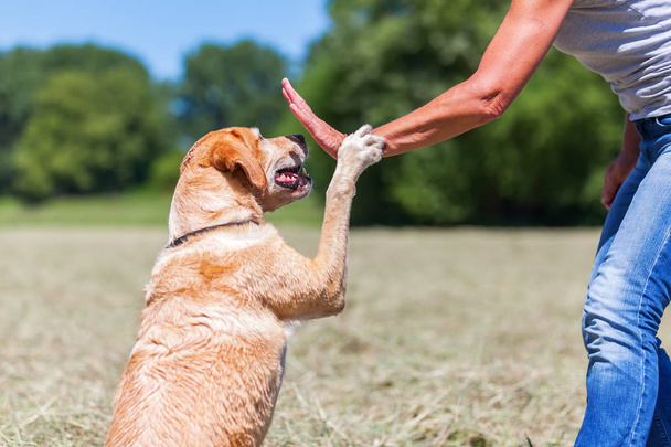 Labrador Retriever gives the paw - 写真・画像