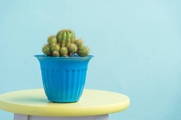 cactus in pot on vintage yellow chair - Foto, afbeelding