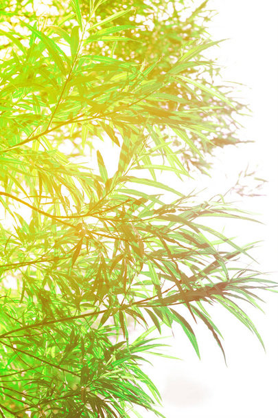 Bamboo plants background - Fotoğraf, Görsel