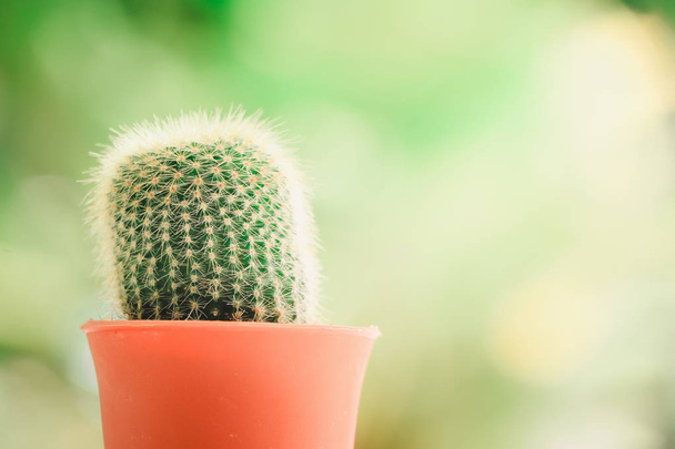zblízka kaktus v hrnci - Fotografie, Obrázek