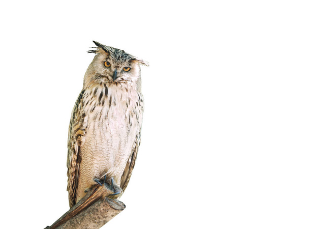 Owl on white background - Foto, Imagem