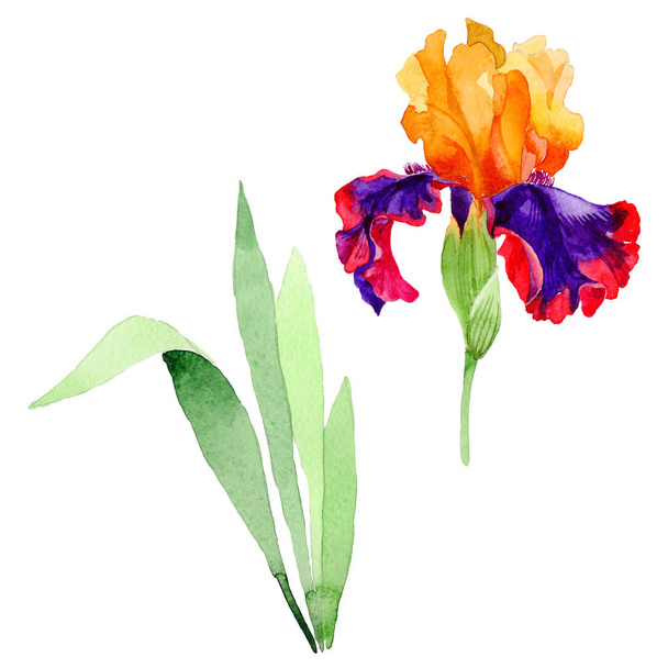 Fleur sauvage iris fleur dans un style aquarelle isolé
. - Photo, image
