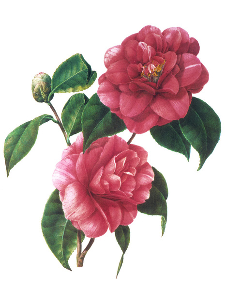 Flower illustration - Foto, afbeelding