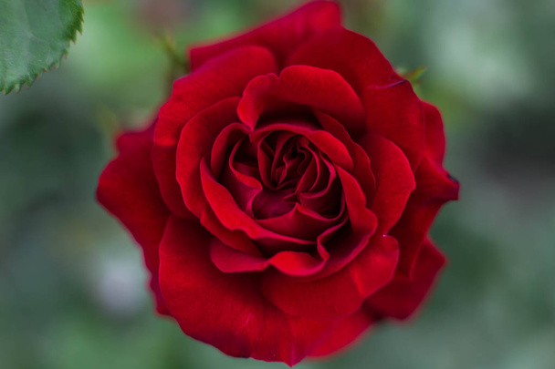 Квітучі троянди в ботанічному саду
  - Фото, зображення