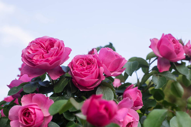 Flowering roses in the botanical garden  - Photo, Image