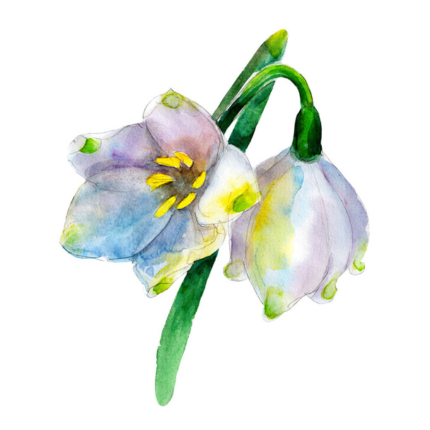 White snowdrop flower isolated on white background, vintage watercolor illustration in hand-drawn style. - 写真・画像