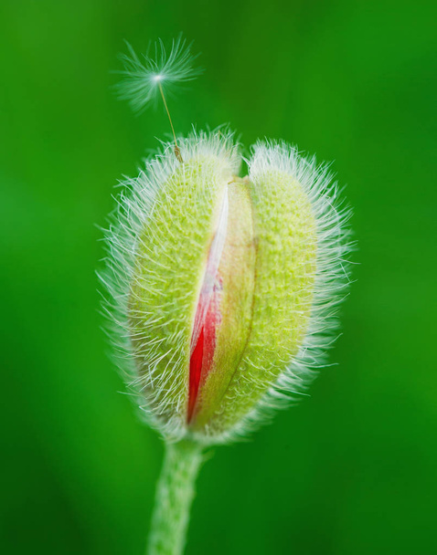 Poppy flower bud  - Fotó, kép