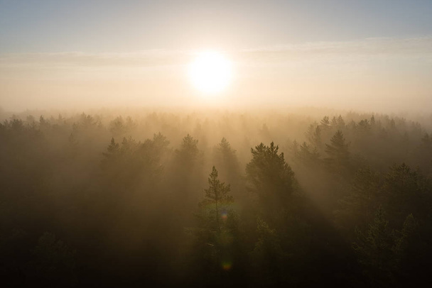 panoramic view of misty forest at majestic sunrise over trees - Foto, imagen