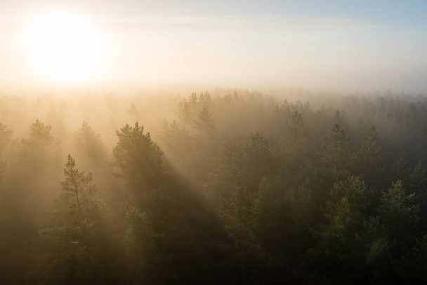 ağaçlar üzerinde görkemli gündoğumu, sisli ormanın panoramik görünümü - Fotoğraf, Görsel