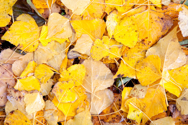 gelbe Blätter im Herbst Tapete - Foto, Bild