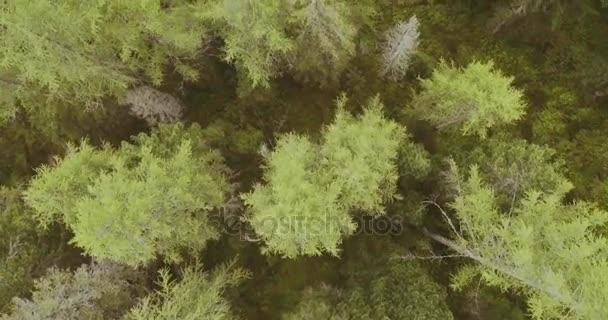 森の中森と湖。山の夏の冒険の旅 - 映像、動画