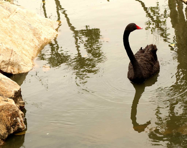 black swan in lake - 写真・画像