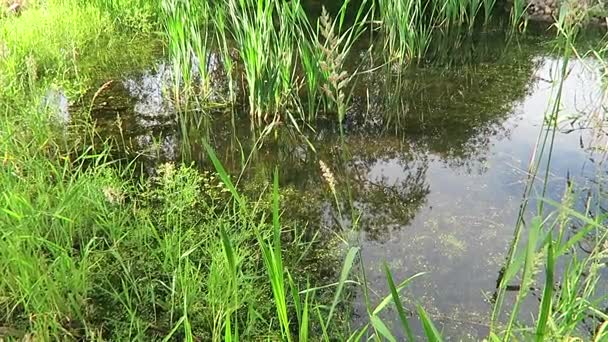 Frösche zittern, auf einem natürlichen kleinen Teich mit klarem Wasser, grünem Schilf, Wasserlinsen, die alles organisch sauber halten, Vögel singen in der freien Natur, morgens früh auf dem Land in Norddeutschland - Filmmaterial, Video