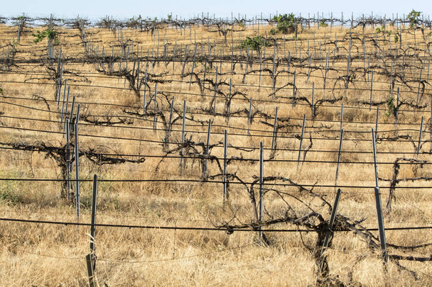 Viña de uva en California Wine Country
 - Foto, Imagen