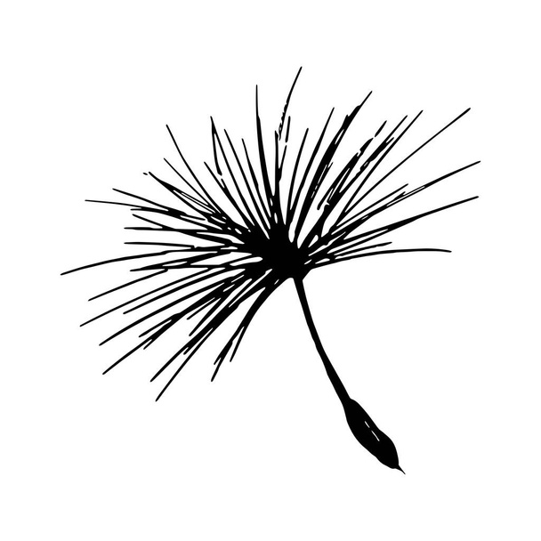 Dandelion seed pencil sketch - Vektor, Bild