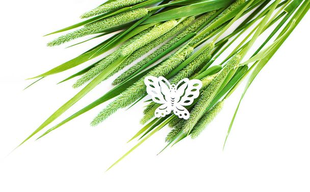 Timothy γρασίδι πράσινο γρασίδι σε λευκό φόντο  - Φωτογραφία, εικόνα