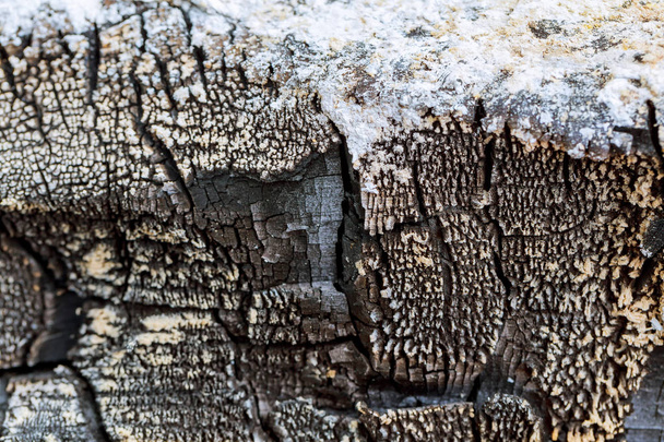 spalonego drzewa Kora tekstura tło. Stare drewno teksturowanej wzór - Zdjęcie, obraz