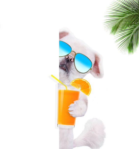 Dog enjoying a cocktail .  - Photo, Image
