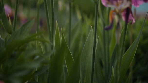 Krásné zahradní květiny v podvečerním šeru - Záběry, video