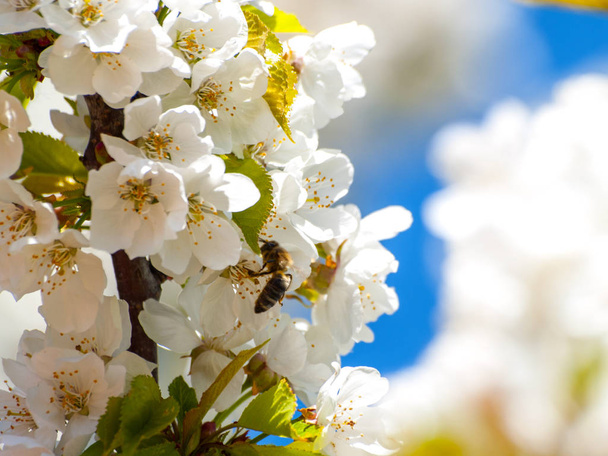 Cherry tree on blooming at springtime - Fotoğraf, Görsel