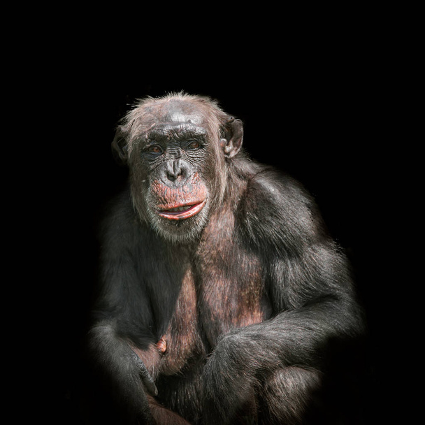 黒の背景に分離されたチンパンジーの肖像画 - 写真・画像