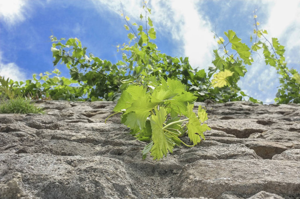 Viiniköynnösten kasvaa pitkin seinää graniitti seinän Trujillo keskustassa
, - Valokuva, kuva