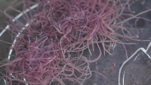 Tubifex formando em uma bola solta de vermes
 - Filmagem, Vídeo