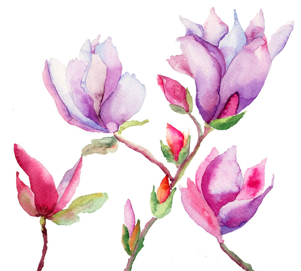 Beautiful Magnolia flowers - Zdjęcie, obraz