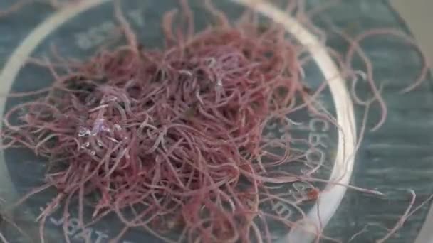 A ball of live, wriggling tubifex - Footage, Video