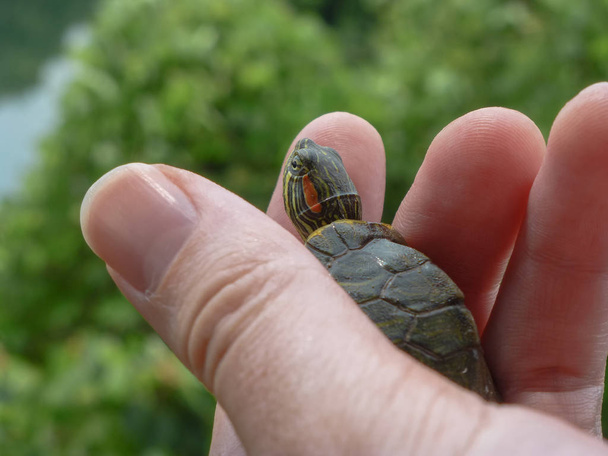 Tortuga pequeña en una mano con hojas y agua en el fondo
 - Foto, Imagen