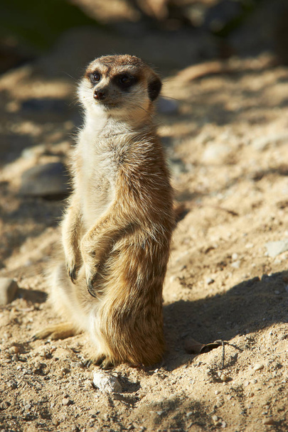 cute meerkat, suricata suricatta, animal in desert  - Foto, imagen