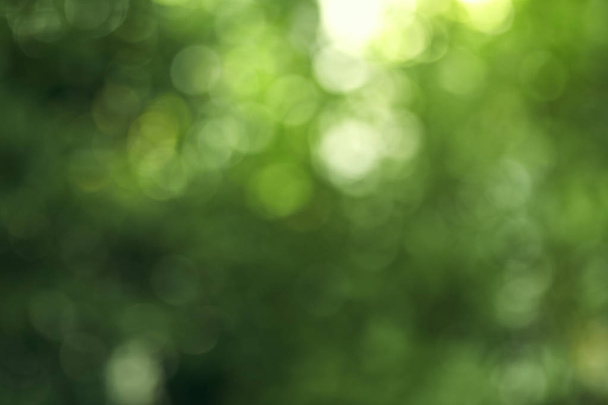 green bokeh background with circles. Summer abstract theme - Photo, Image