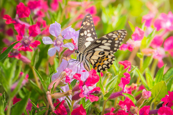 Krásný motýl na barevný květ - Fotografie, Obrázek