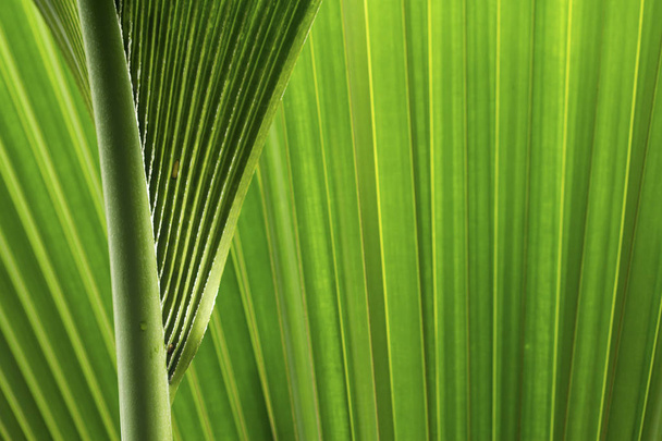 green and fresh tropical palm tree leaves - Photo, Image